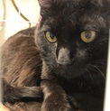 黒猫マキアくん♂おっとり系