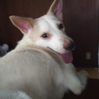 Mix2歳の優しい男の子です