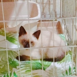 こちら肉球クラブ主催の猫の譲渡会 サムネイル2