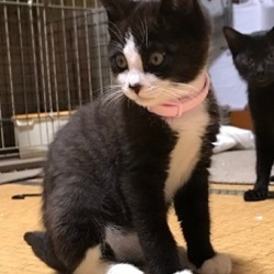 こちら肉球クラブ主催の猫の譲渡会 サムネイル3