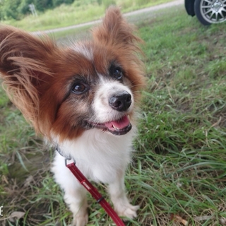 今度こそ最後の家族を