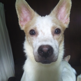     1歳の穏やかな男の子