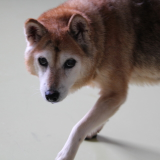 たっぷりの愛情と柔らかいベットを下さい