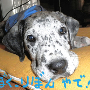 家に来た次の日のりぼんのヤツ…かわいかったぜ！