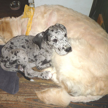 先輩犬のピノコにくっついてるりぼん…母親代わりだったのさ