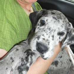 グレートデーンのりぼん、さあ、おウチにいこうか！