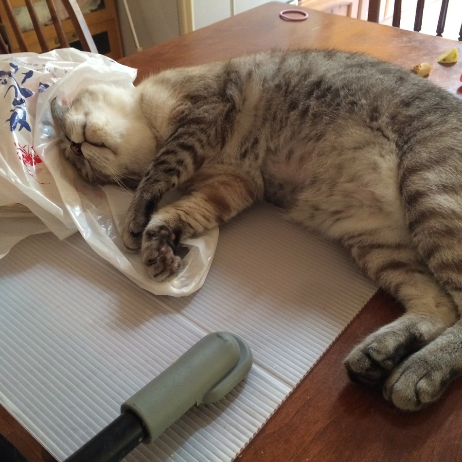 やまとのカバー写真