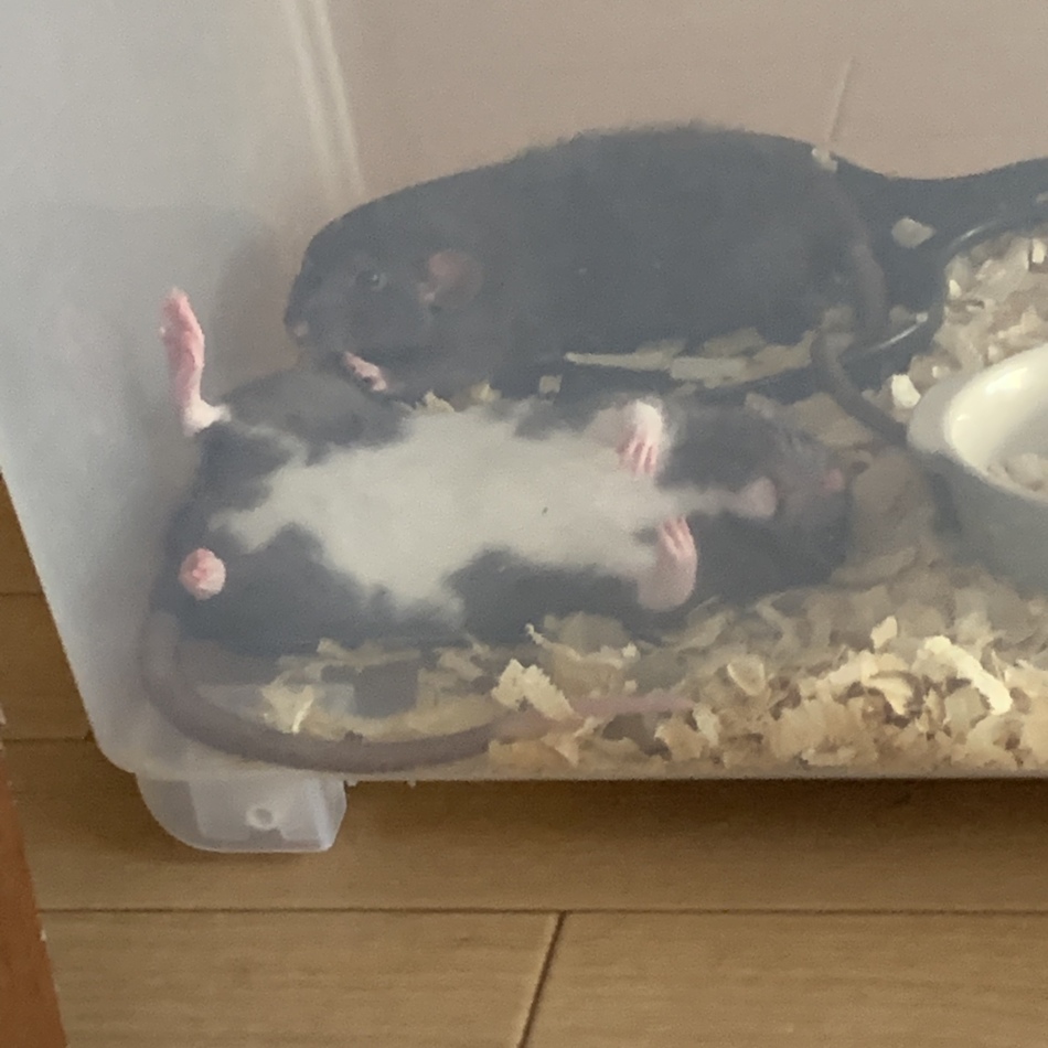 もっちのカバー写真