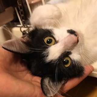 フサフサしっぽの甘えん坊