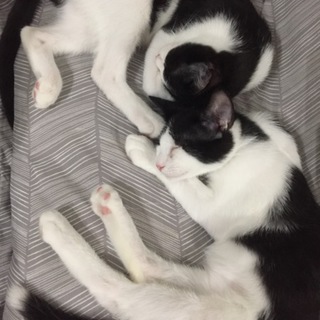 末広がりハチワレ兄弟猫