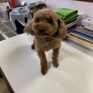 トイプードルの女の子（レッド）