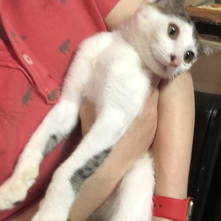 瀕死からわんぱく男子へフサオ君