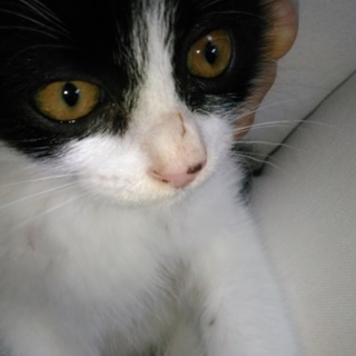 良い里親ｻﾝ決まった！直ぐ責任持って飼う方