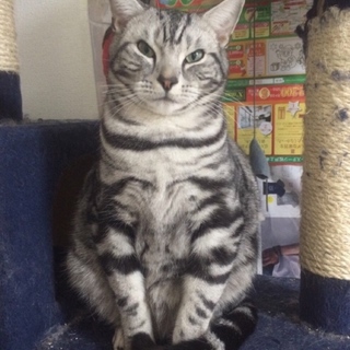 カッコいいアメショーの男の子