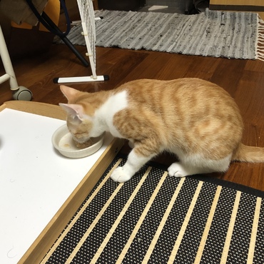 の写真