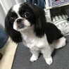 みゃんきー