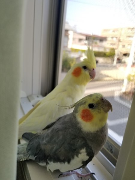 オカメインコ２羽の里親さん募集 京都府 鳥の里親募集 2761 ペットのおうち 月間利用者150万人