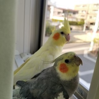 オカメインコ２羽の里親さん募集