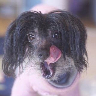 チャイクレ（タラちゃん）の里親募集