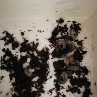 交渉中の応募打ち切ります　カブトムシ　幼虫