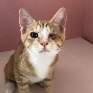 柴犬みたいな毛色のメイちゃん