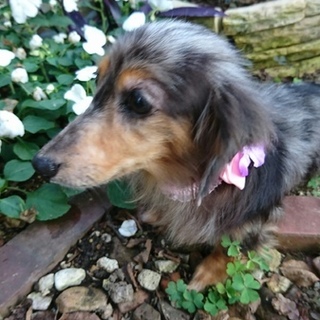 小さいダックス★若葉ちゃん