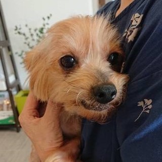 可愛い★葵ちゃん