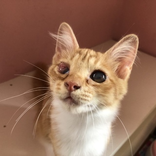 ワンコみたいなマイちゃん