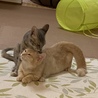 まるころの毛繕い中のグレちゃん
