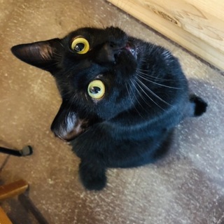 ツンデレイケメンの黒猫☆しゅわくん