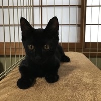 ゲン