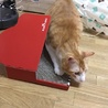 たいが
