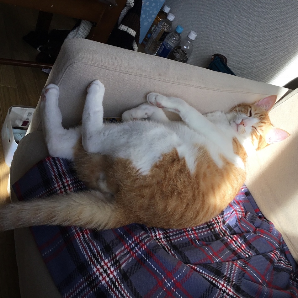 たいがのカバー写真