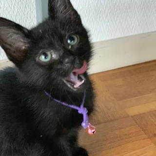 可愛い黒猫の男の子 アンドレ