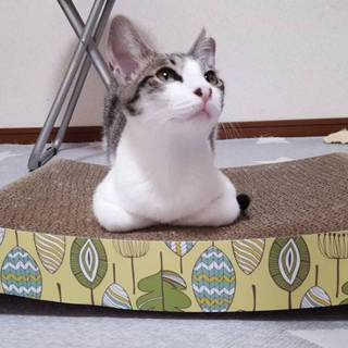 【大阪北区】優しい子猫ちゃん4カ月