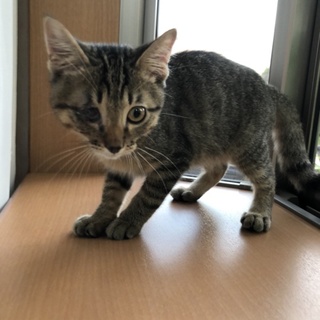 元気で優しくて甘えん坊のキジトラくん