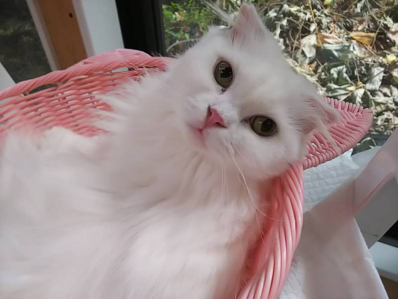 小柄なスコティッシュ3歳雌 (繁殖業者放棄) サムネイル4