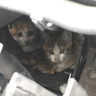 至急里親さん探してます、子猫です