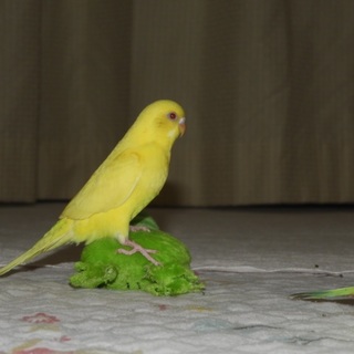 里親決定しました！セキセイインコ きいろいこさん