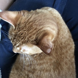 「心配性のオカンだけジタバタ…Σ（・□・；）」サムネイル1