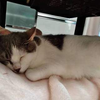 瞳がグリーンのもふもふ猫ちゃん