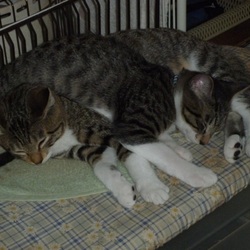 里親になって３ヶ月