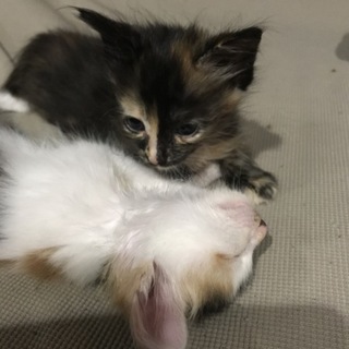 1ヶ月の女の子三姉妹