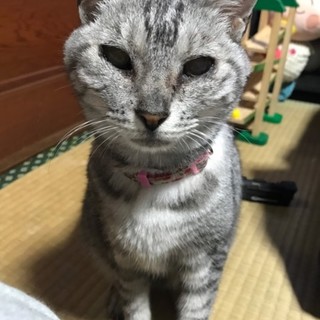 すりすり♡ゴロゴロ♡甘えん坊のにがりちゃん