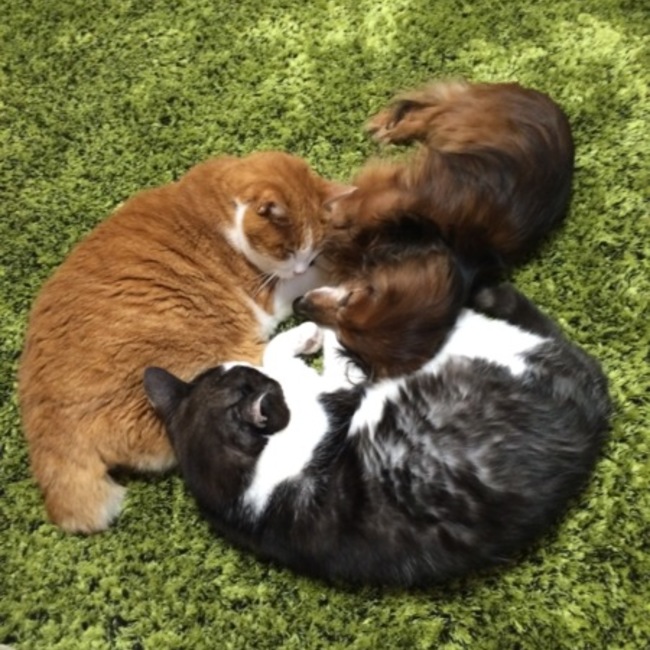 ルパンとアトムとハリーのカバー写真