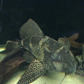 大きなセルフィンプレコ