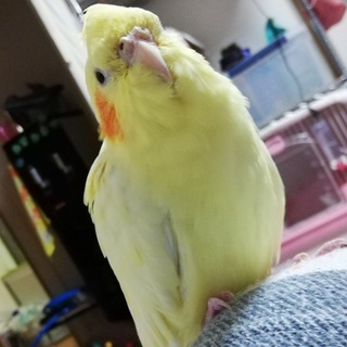 堺市で保護しました