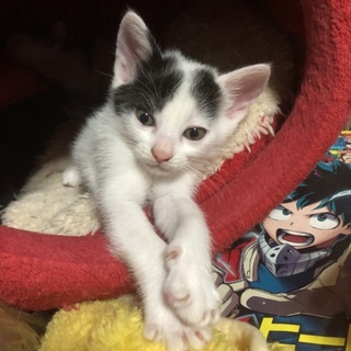 全ての仔猫の里親さん決まりました！