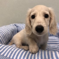 タピ