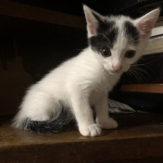 可愛い仔猫の里親さん募集中！